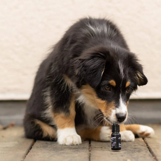 Aceite de CBD para perros 5%