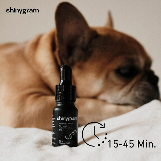 CBD Öl für Hunde 5%