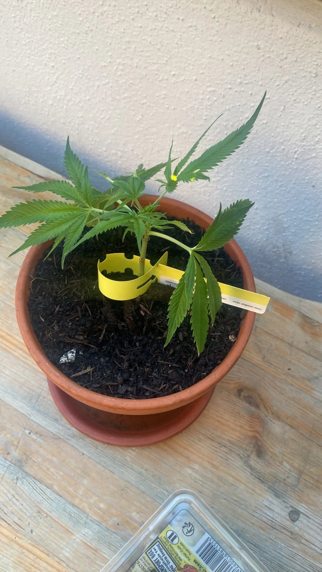 Premium sadzonki konopi White Widow