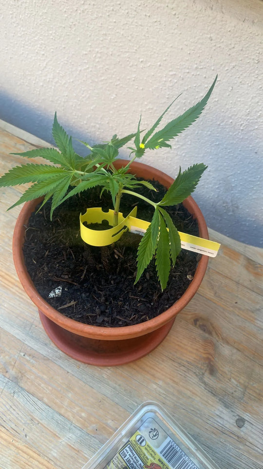 Premium sadzonki konopi White Widow