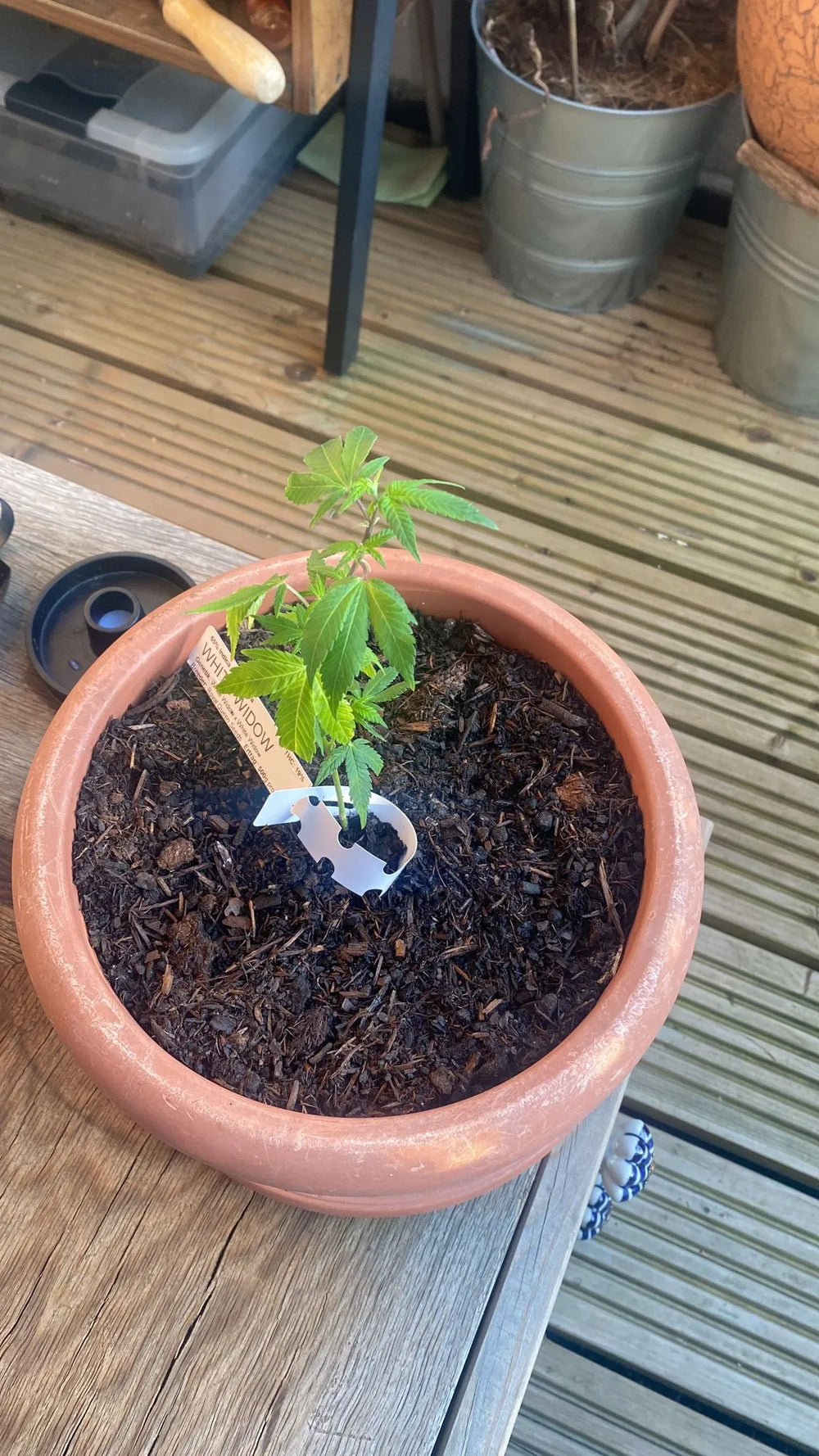 Premium Cannabis Stekken Zombie Kush